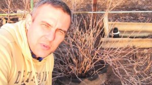 Обрезка крыжовника весной