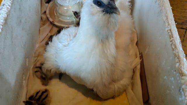 Фазаны от рождения и до взрослой птицы смотреть онлайн