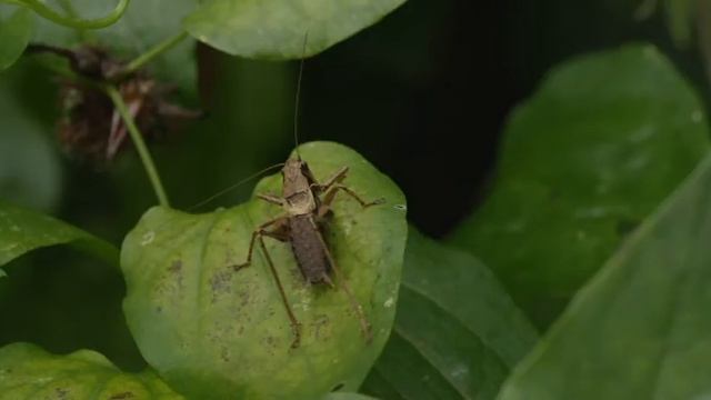 Blackberries Grasshopper sits on Clematis vitalba ? смотреть онлайн