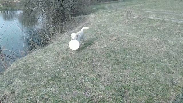 Лабрадор и летающая тарелка // Приколы с лабрадором смотреть онлайн