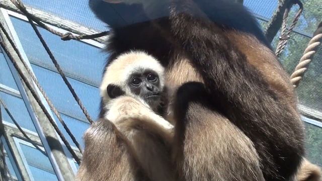 Детеныш гиббона очень похож на человеческих малышей смотреть онлайн