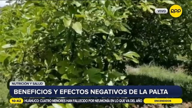 ¿Comer palta en exceso en dañino? смотреть онлайн