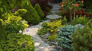 Хвойные композиции в дизайне сада.