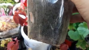 ЕЖЕВИКА АГАВАМ.Мой  новый опыт.сентябрь 2021.