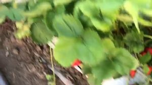 Очень страшная болезнь земляники !!! Антракноз!!!!