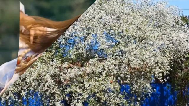 Расцвела под окошком белоснежная вишня.. смотреть онлайн
