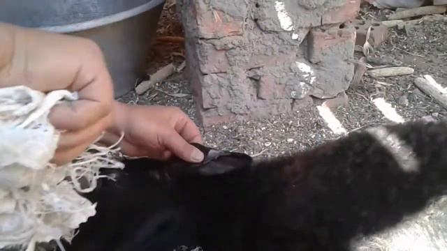 الكي بالنار علاج القوب عندالخرفان🐏cauterization fire for ringworm 🐏saçkıran tedavisi ateşle dağlama смотреть онлайн