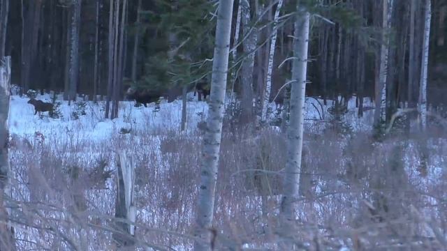 Рыболовные Чудеса