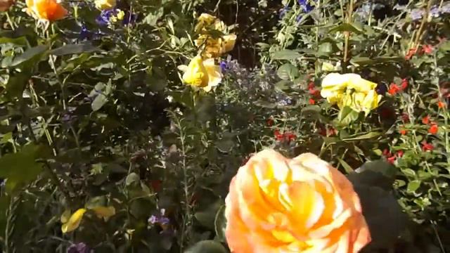 Rose Philippe Noiret Meizoele Meilland Rose