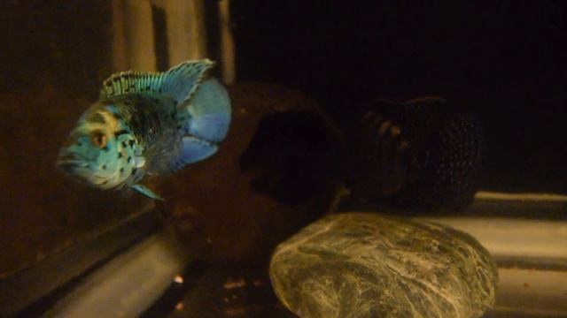 Молодая пара Блю Демпси (свой развод) смотреть онлайн