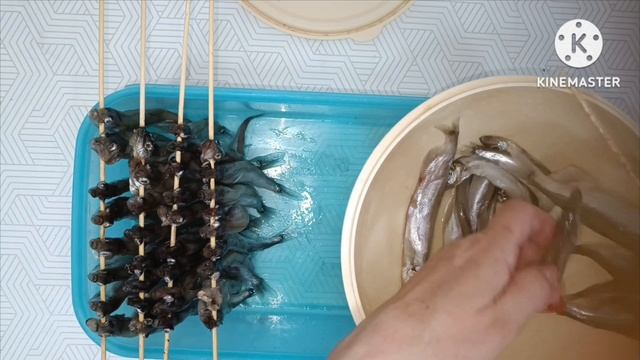 Вяленая мойва. смотреть онлайн