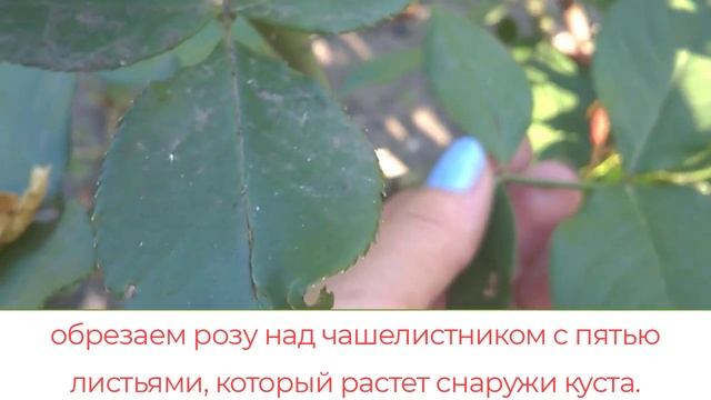 Розы отцвели. Как правильно обрезать. смотреть онлайн