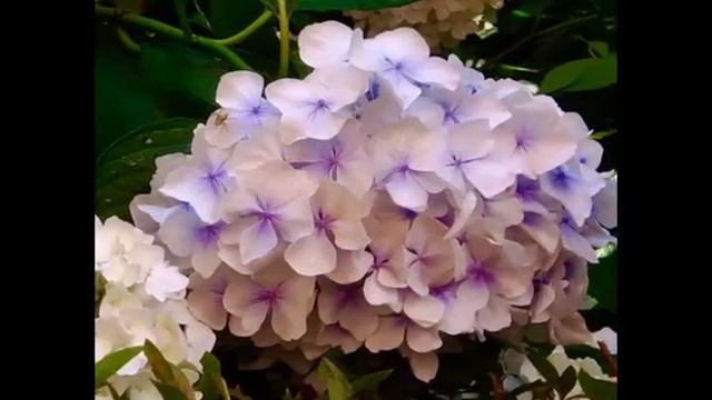 Ajisai（紫陽花） смотреть онлайн