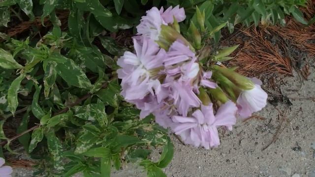 Saponaria officinalis is a common perennial plant from the family Caryophyllaceae. смотреть онлайн