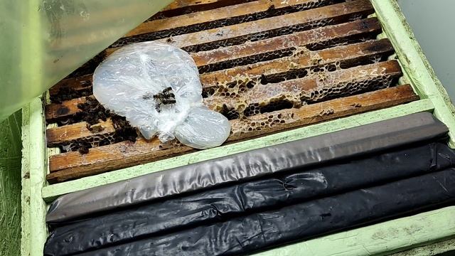 Молоко в сахарном сиропе хорошая белковая стимулирующая подкормка для пчёл смотреть онлайн