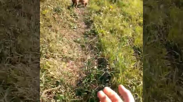 Копия видео "Собака такса." смотреть онлайн