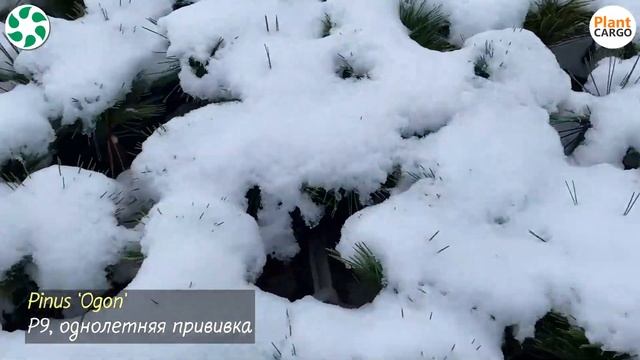 НЕДОРОГИЕ ПРИВИТЫЕ ХВОЙНЫЕ 12.21. смотреть онлайн