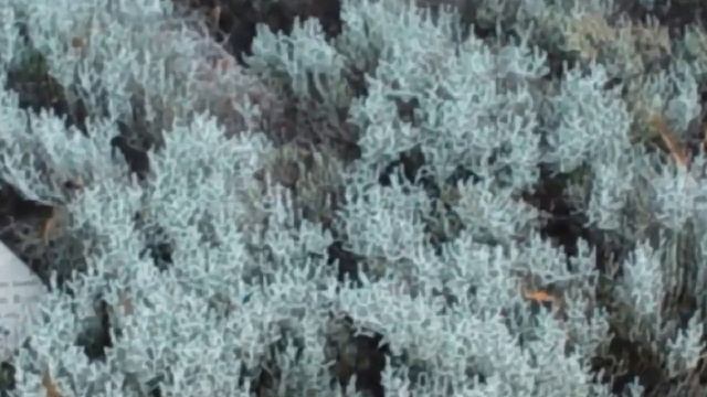 КАЛОЦЕФАЛУС  (CALOCEPHALUS)  сем. Астровые