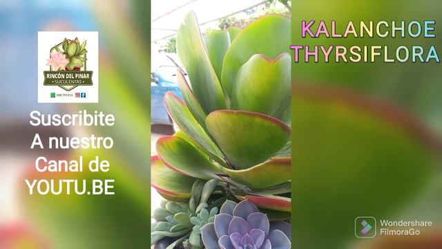 HOY LES DEJAMOS UN VIDEITO DE NUESTRO KALANCHOE THYRSIFLORA ❤️❤️❤️❤️❤️ смотреть онлайн