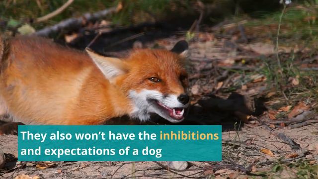 Are Foxes Really Dangerous to Humans? Will It Attack Me? смотреть онлайн