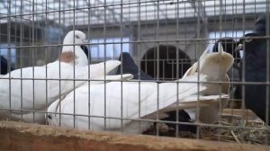 ЯРМАРКА ГОЛУБЕЙ. МОСКВА 26 02 22 часть 2