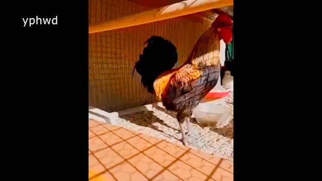 КУКАРЕКАНИЕ петуха ! 10 ЧАСОВ ! Петух КУКАРЕКАЕТ устроили КУРЯТНИК на ЮТУБЕ ! смотреть онлайн