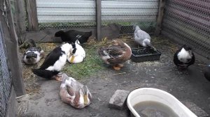 Как отличить башкирского селезня от утки.