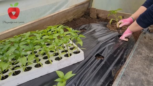 Posadite papriku na ovaj način za ranu i bogatu berbu смотреть онлайн
