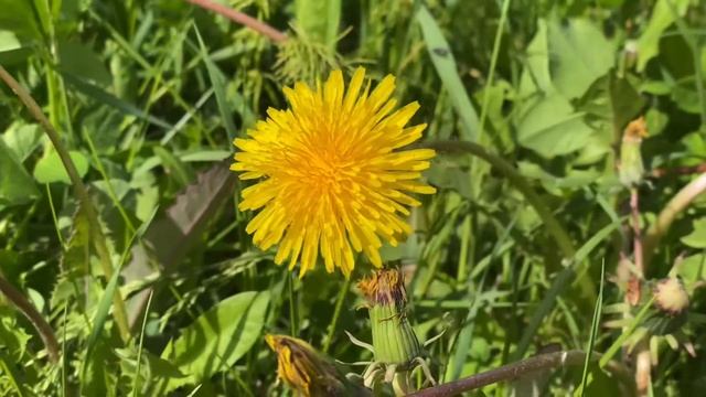 Одуванчик / футаж / фон / для видео / Dandelion смотреть онлайн