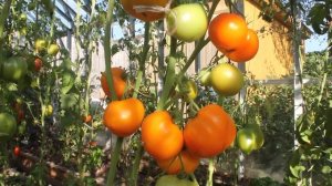 Сорт - "МИШКА КОСОЛАПЫЙ ОРАНЖЕВЫЙ". Томаты от Фёдора.