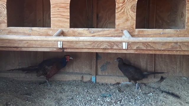 Chinese Golden Pheasant x Ringneck Pheasant Hybrids (Frankinpheasants) смотреть онлайн