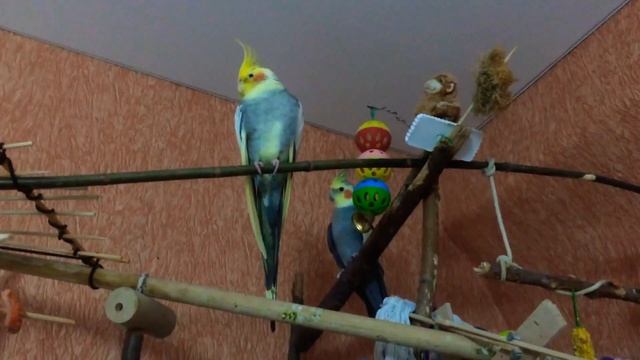Попугаи Корелла-Нимфа смотреть онлайн