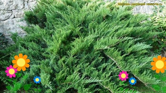Можжевельник казацкий казацкий. Краткий обзор, описание характеристик juniperus sabina смотреть онлайн