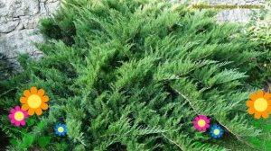 Можжевельник казацкий казацкий. Краткий обзор, описание характеристик juniperus sabina