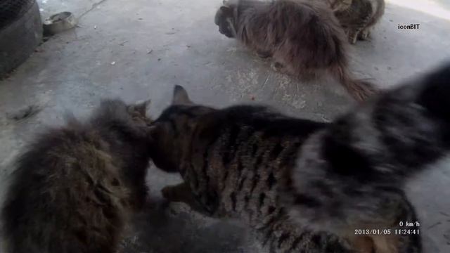 К нам пришли хвостатые гости(мышей не ловят) смотреть онлайн