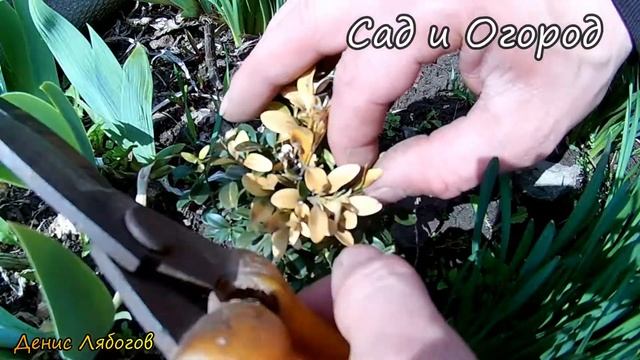 Правильная обрезка молодых кустов Самшита, Обрезка самшита, как обрезать самшит, смотреть онлайн