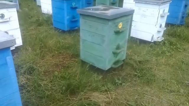 Откачает ли пчеловод майский мед в этом году смотреть онлайн