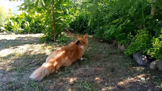 Мейн кун Степа и кот Тихон. Дачная охота😸 смотреть онлайн
