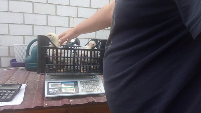 Вес бройлера в 21 день.Вес бройлера в три недели. смотреть онлайн