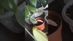 Хойя.Укоренение листом.