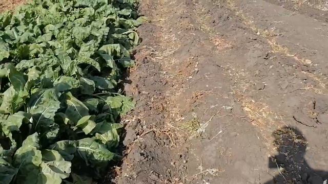 Вот как выглядит участок картофеля через три месяца. смотреть онлайн