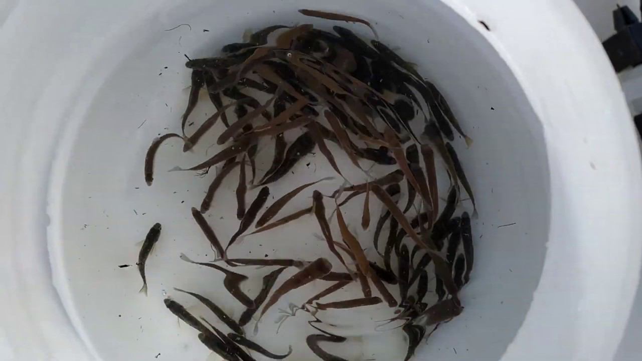 Зарыбление местного водоема. смотреть онлайн