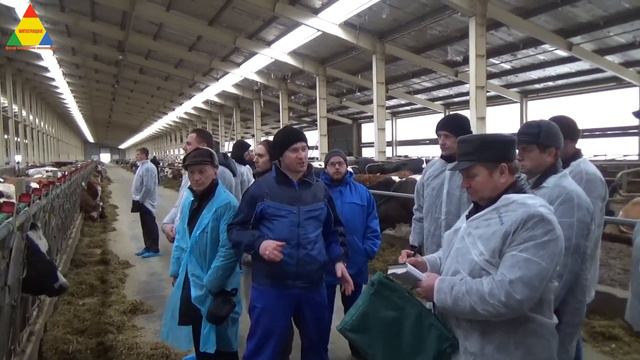 Экскурсия на ООО "Красносельское молоко", молочная ферма смотреть онлайн