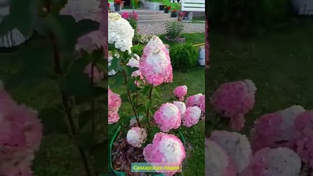 "Самарская Лидия" + "Даймонд Руж" Гортензия Метельчатая #наташинИсерёжинСАД смотреть онлайн