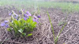 Полевая фиалка или царская фиалка