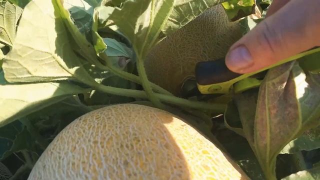Дыня Раймонд созрела смотреть онлайн
