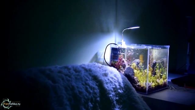 Пецилия изи красавица для начинающих аквариумистов смотреть онлайн