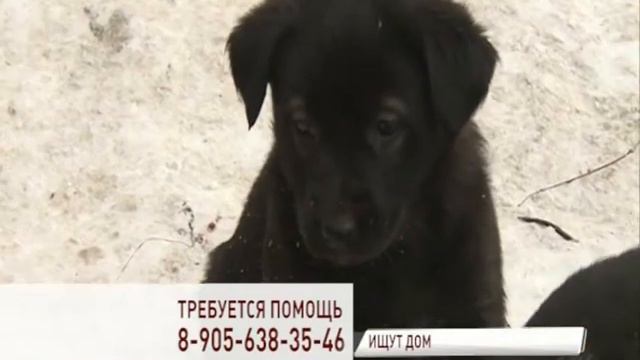 Больше месяца Ярославле спасают от голодной смерти маленьких щенков и их маму смотреть онлайн