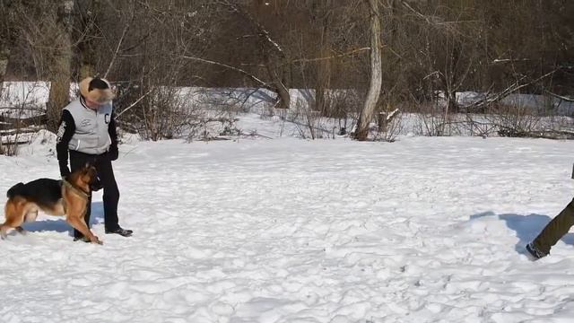 немецкая овчарка Dobri von der Onni Haus - работа на площадке. смотреть онлайн