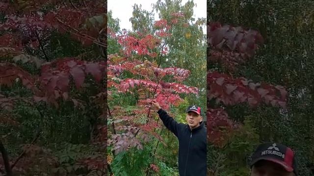 Аралия маньчжурская Aralia mandshúrica на Южном Урале смотреть онлайн